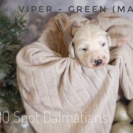 Dalmatian Puppies from 10 Spot Dalmatians
