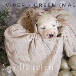 Dalmatian Puppies from 10 Spot Dalmatians