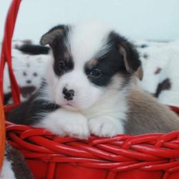 Pembroke Welsh Corgi Puppies from GLC Corgis
