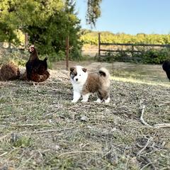 Icelandic Sheepdog Puppies from Hjarta Icelandics