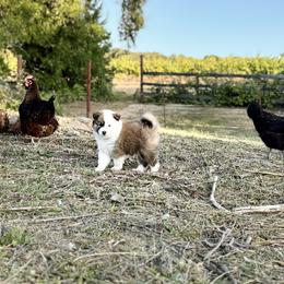 Icelandic Sheepdog Puppies from Hjarta Icelandics