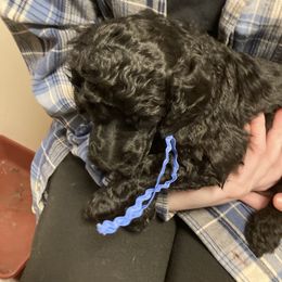 Poodle Puppies from Sarsel Poodles