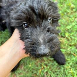 Heath - Black male Goldendoodle puppy in Anderson, South Carolina from M & L Pups