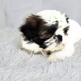Bambi - Tricolor female Shih Tzu puppy in Hialeah, Florida from Shih Tzu Miami
