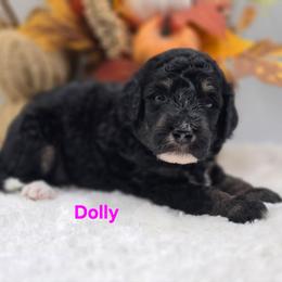Dolly - Tri-color female Bernedoodle puppy in Summerville, South Carolina from Channys Doodles