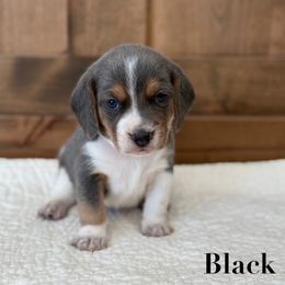 Black male - Blue tan and white male Beagle puppy in Shelley, Idaho from Idaho Beagles