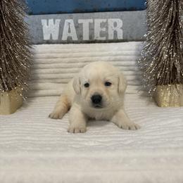 Black Yellow Boy - Yellow male Labrador Retriever puppy in Angola, Indiana from Reniers Labrador Retrievers