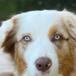 Misty - Australian Shepherd
