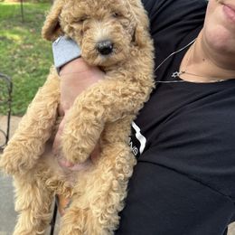 Friona - Gold female Labradoodle puppy in Waco, Texas from River Run Labradoodles