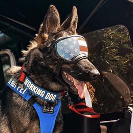 German Shepherds from Augenblick Kennels
