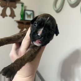 Xena - Brindle female Boxer puppy in Henderson, Tennessee from Vom Broadvalley
