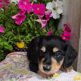 Black and cream boy 2200 - Black and cream male Dachshund puppy in Lexington, Oklahoma from Long Doggy Acres Miniature Dachshunds
