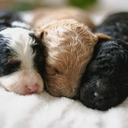 Bernedoodle puppies from Doodles & Co