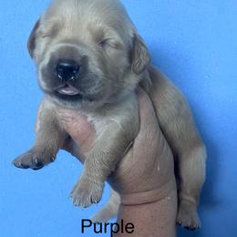Purple - Dark golden female Golden Retriever puppy in Jesup, Georgia from Painted Platinum Retrievers (Painted Platinum Kennel) PPK