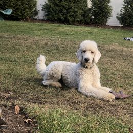 Jax - Poodle