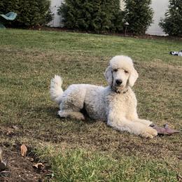 Jax - Poodle