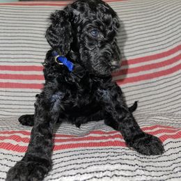 Wave - Black Goldendoodle puppy in Morrow, Georgia from High Society Kennel