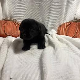 Black female - Black female Labrador Retriever puppy in Stuart, Virginia from Russell Creek Labradors
