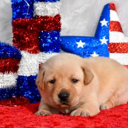 Green collar - Yellow male Labrador Retriever puppy in Gober, Texas from Trigger Time Kennels