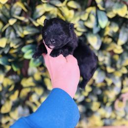 Dolce - Black female Pomeranian puppy in Buck Valley, Pennsylvania from Buck Valley Pomeranians