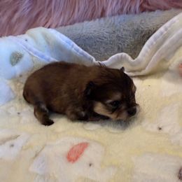 Female 2 - Orange sable female Pomeranian puppy in Success, Missouri from Sweet Success