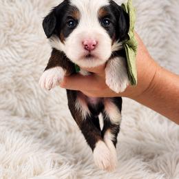 Rusty - Tri-color male Bernedoodle puppy in Norcross, Georgia from Teddy Puppies
