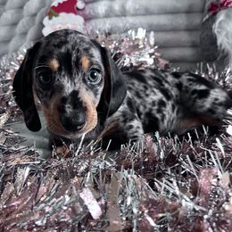 Turkey - Dapple male Dachshund puppy in Ocala, Florida from Weenie Boops