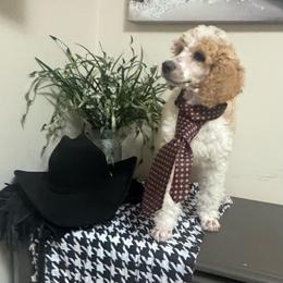 Curly - Apricot male Poodle puppy in Douglas, Georgia from Big Mama’s Beauties