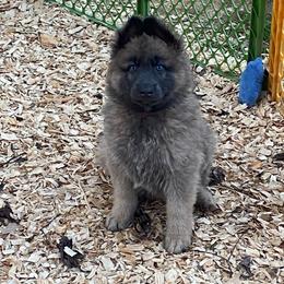 Girl 3 Little chunky monkey girl - Blue female German Shepherd puppy in Pelham, North Carolina from P & P Shepherds