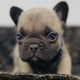 Bulldogs and French Bulldogs from Bomb City Bulldogs