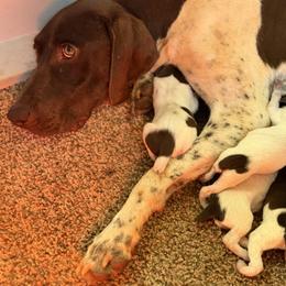 Valor - male German Shorthaired Pointer puppy in Six Mile, South Carolina from The Proper Pointer Co.