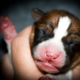 Leia - Red and white female Basenji puppy in San Diego, California from Triforce Basenjis