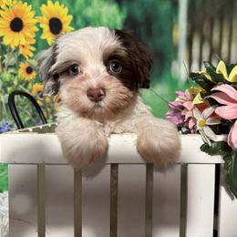 T-man - Chocolate male Havanese puppy in Clermont, Florida from Country Sweet Havanese and Creative Coaching