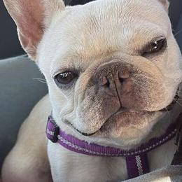 Dilute Retrievers, French Bulldogs, and Labrador Retrievers from Quiet Valley Ranch Labradors and Frenchies
