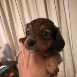 Shiner - Sable male Dachshund puppy in Fort Worth, Texas from Louis' Litters