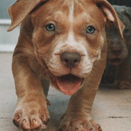 American Bullies from Asquare Bully Kennel