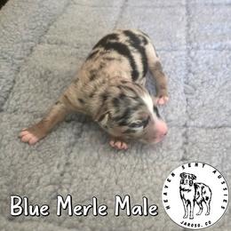 Wes - Blue merle male Miniature Australian Shepherd puppy in Jaroso, Colorado from Heaven Sent Aussies
