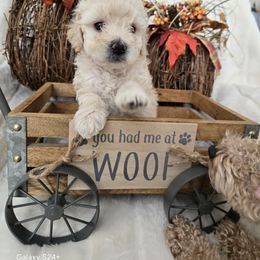 Genesis - Cream female Assorted Doodle Crosses puppy in Yucaipa, California from Mini Doodle Dandies