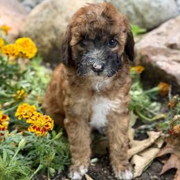Bernedoodle and Whoodle Puppies from Genesis Family Farm