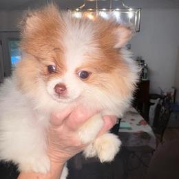 Caramella Latte - Chocolate parti female Pomeranian puppy in East Mountain, Texas from Fairchild Fancy Pomeranians and Coachella Pomeranians
