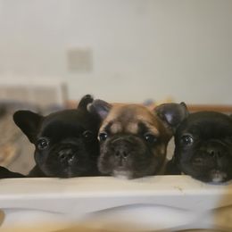 French Bulldog Puppies from A&D Frenchies