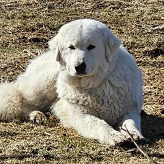Serene - Maremma Sheepdog