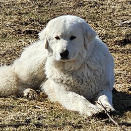 Serene - Maremma Sheepdog
