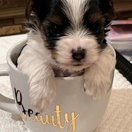 Dahlia - Yorkshire Terrier