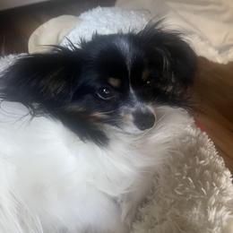 Papillon All Grown Up from DejaVu Papillons