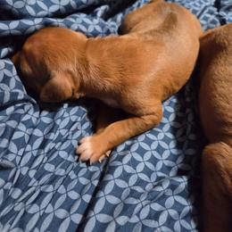 Girl 1 - Rd whtn brn nose female Rhodesian Ridgeback puppy in Caldwell, Idaho from Haley Gross's 	Rhodesian Ridgebacks and Minature Pinchers