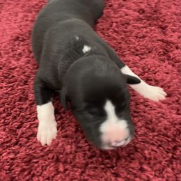 King - White and black male Whippet puppy in West Plains, Missouri from Sycamore Ridge Puppies