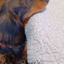 Desirae - Dachshund
