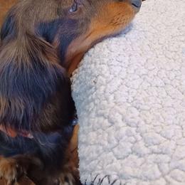 Desirae - Dachshund