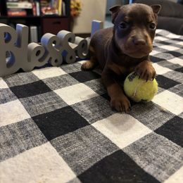 Ruger - Chocolate and rust male Miniature Pinscher puppy in Atoka, Oklahoma from Boggy Depot Cavaliers & Friends